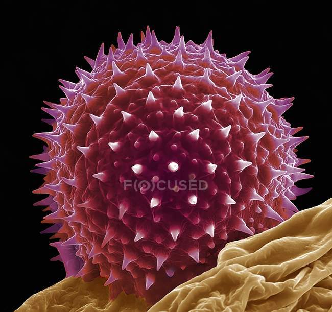 Micrógrafo electrónico de barrido de color de la célula de grano de polen de la flor de hibisco hollyhock
. - foto de stock