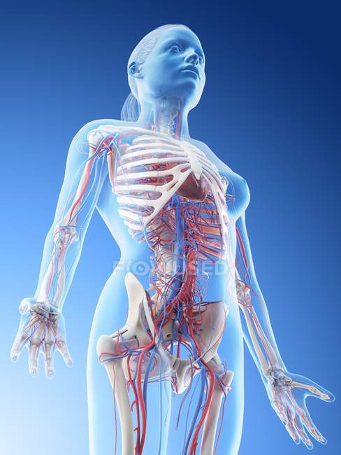 Sistema vascular de la parte superior del cuerpo femenino, ilustración por ordenador . - foto de stock