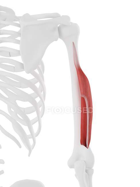Modelo de esqueleto humano con tríceps detallados músculo de cabeza corta, ilustración por computadora . - foto de stock