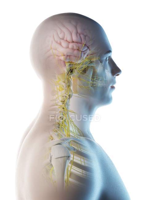 Cuerpo masculino con cerebro visible en vista lateral, ilustración digital . - foto de stock