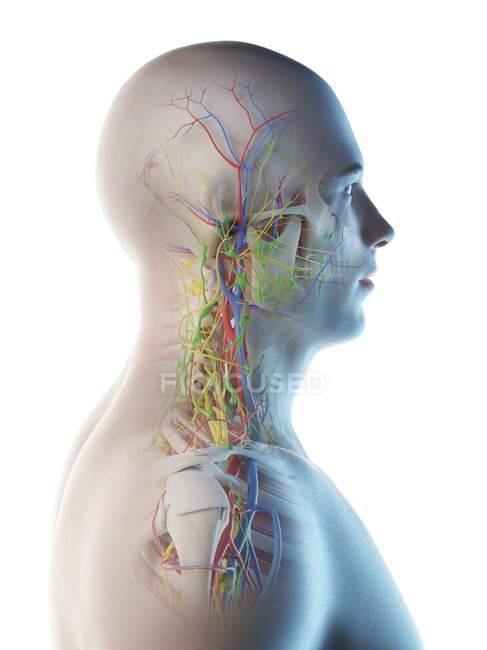 Чоловіча голова і шия анатомія, цифрова ілюстрація. — стокове фото