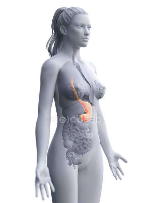 Modelo 3d corpo feminino abstrato demonstrando estômago na anatomia humana, ilustração digital . — Fotografia de Stock
