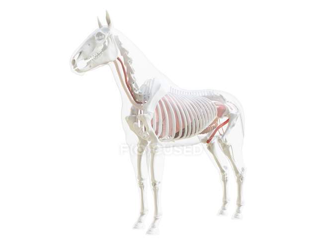 Anatomia del cavallo e sistema scheletrico, illustrazione al computer . — Foto stock