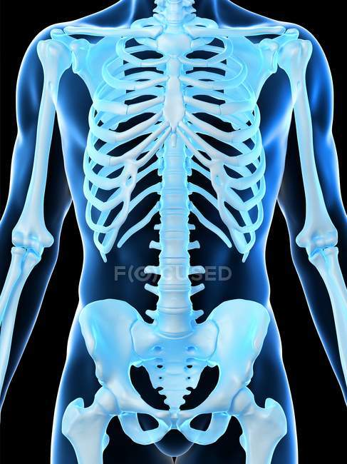 Esqueleto masculino en silueta de cuerpo transparente, ilustración por computadora . - foto de stock