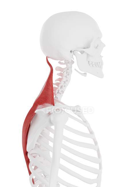 Menschliches Skelettmodell mit detailliertem Trapezmuskel, Computerillustration. — Stockfoto