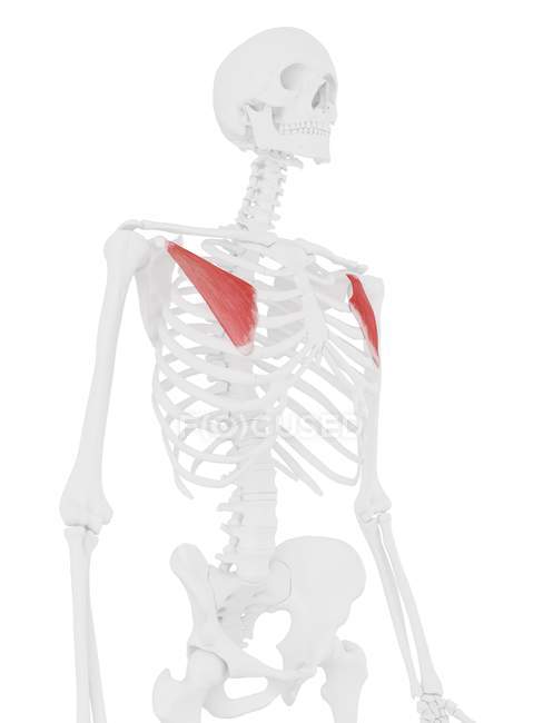 Esqueleto humano con músculo menor Pectoralis de color rojo, ilustración digital
. - foto de stock