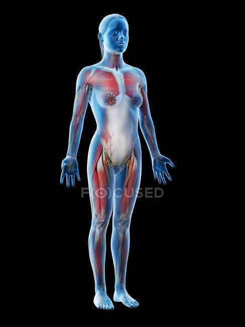 Modelo de corpo humano mostrando anatomia feminina com sistema muscular, digital 3d render ilustração . — Fotografia de Stock