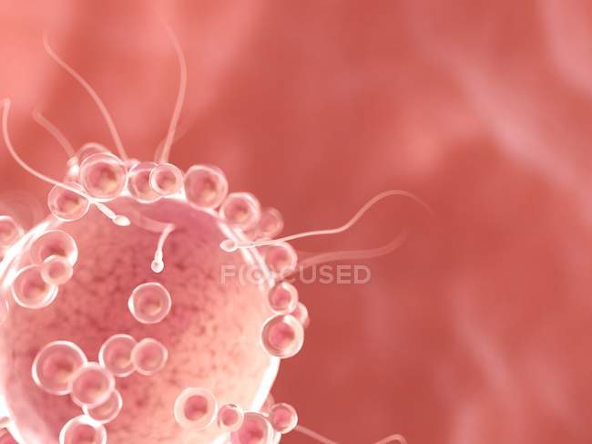 Digitale konzeptionelle Illustration der Befruchtung von Eizellen mit Spermien. — Stockfoto