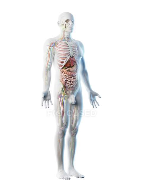 Modèle corporel transparent montrant l'anatomie masculine et les organes internes, illustration numérique . — Photo de stock