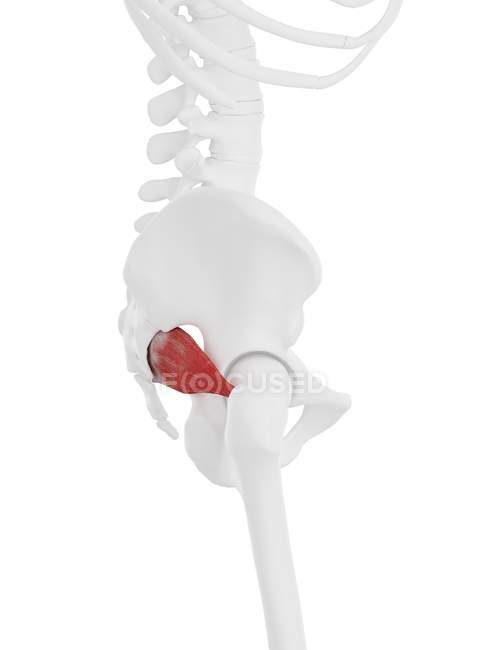 Human skeleton with red colored Piriformis muscle, digital illustration. — Stock Photo