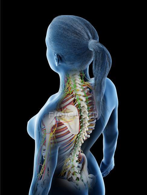Modèle du corps humain montrant l'anatomie féminine et le système nerveux, illustration numérique de rendu 3D
. — Photo de stock