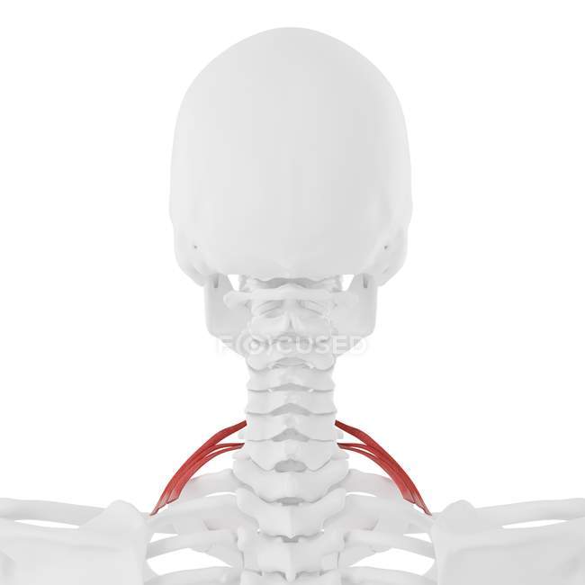 Menschliches Skelett mit rot gefärbtem Skalen-Hintermuskel, digitale Illustration. — Stockfoto