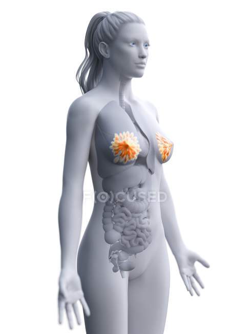 Female silhouette showing breast anatomy, digital illustration. — Stock Photo