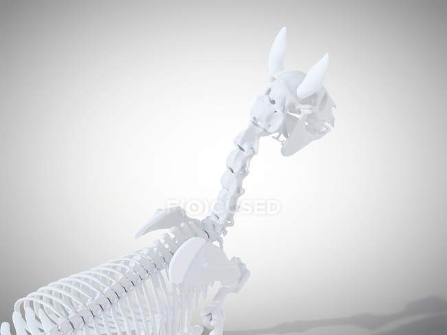 Конский скелет, реалистичный 3D рендеринг . — стоковое фото