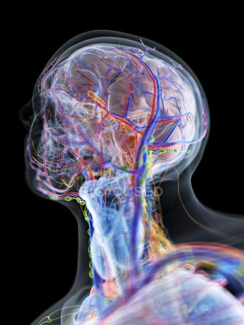 Anatomia della testa e del collo maschile e vasi sanguigni, illustrazione computerizzata . — Foto stock