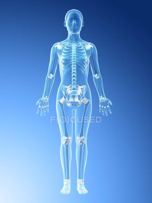 Weibliches Skelett und Bänder im transparenten Körper, Computerillustration. — Stockfoto