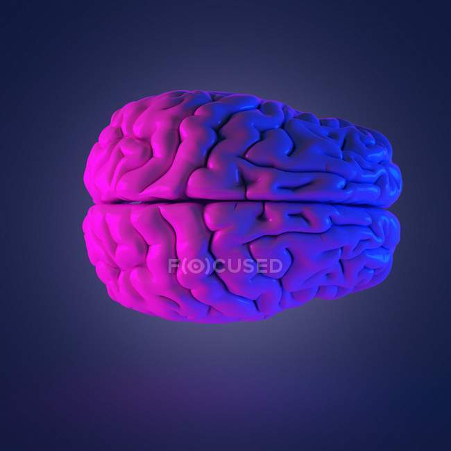 Cerebro humano multicolor abstracto, ilustración por computadora . - foto de stock