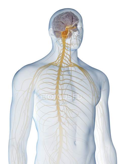 Silueta masculina abstracta con cerebro visible y médula espinal del sistema nervioso, ilustración por ordenador . - foto de stock