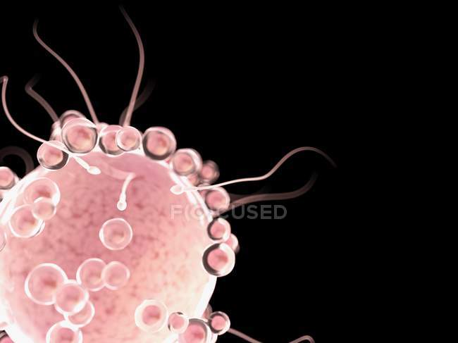 Digital conceptual illustration of fertilisation of egg cell with spermatozoa. — Stock Photo