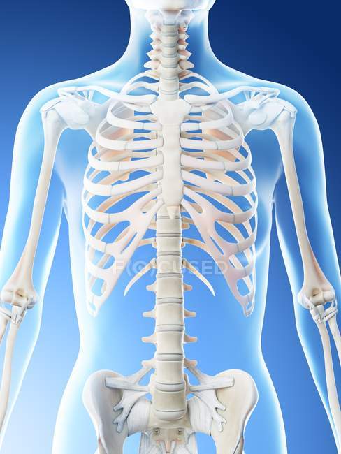 Abstract female upper body bones, computer illustration. — Stock Photo