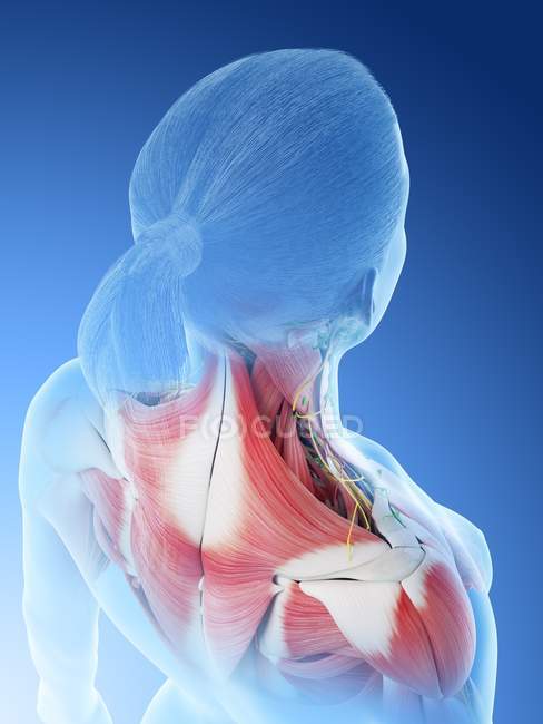Weibliche Rückenanatomie und Muskulatur, Computerillustration. — Stockfoto