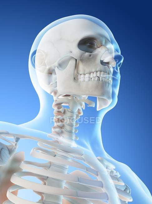 Abstrakte männliche Kopf- und Halsknochen, Computerillustration. — Stockfoto