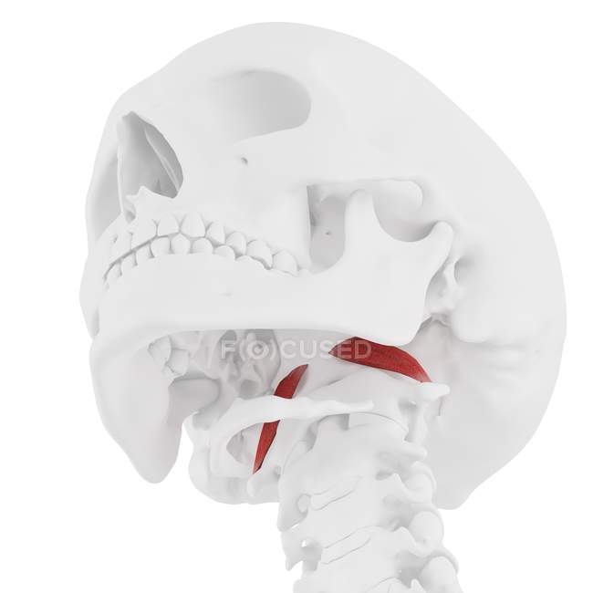 Menschliches Skelett mit rotgefärbtem Rectus capitis vorderen Muskel, digitale Illustration. — Stockfoto