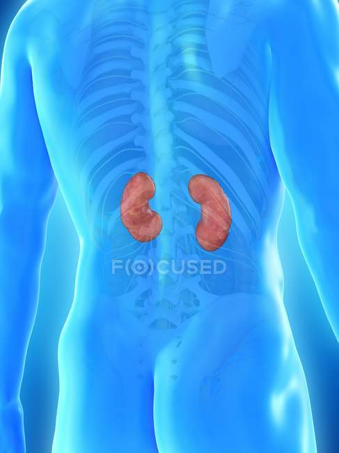 Male anatomy with visible colored kidneys, computer illustration. — Stock Photo