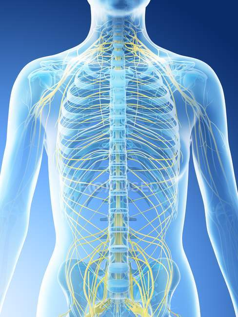 Nervous system of female upper body, computer illustration. — Stock Photo