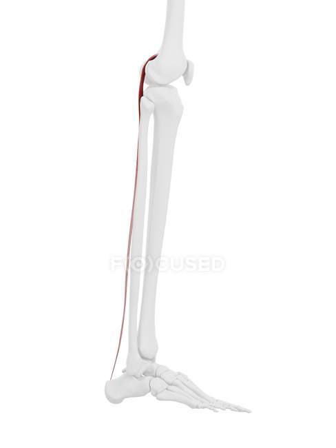 Squelette humain avec muscle Plantaris de couleur rouge, illustration numérique . — Photo de stock
