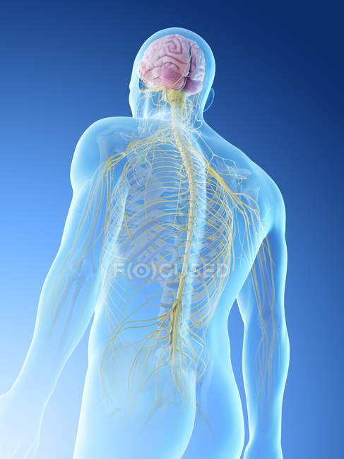 Nervi della parte superiore del corpo maschile, illustrazione del computer . — Foto stock