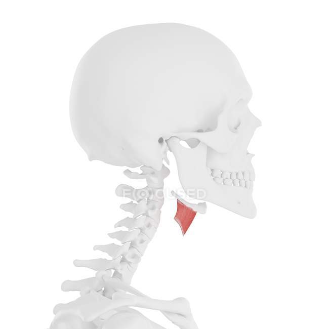 Menschliches Skelettmodell mit detailliertem Schilddrüsenmuskel, Computerillustration. — Stockfoto