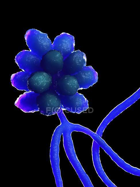 Stachybotrys fungus on black background, digital illustration. — Stock Photo