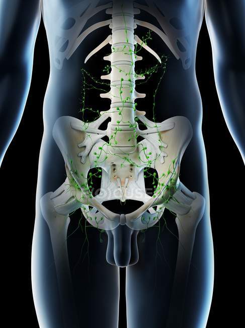Абдомінальні лімфатичні вузли у чоловічому тілі, комп'ютерна ілюстрація . — стокове фото