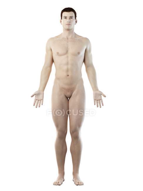 Modello del corpo umano che dimostra l'anatomia maschile, illustrazione digitale . — Foto stock