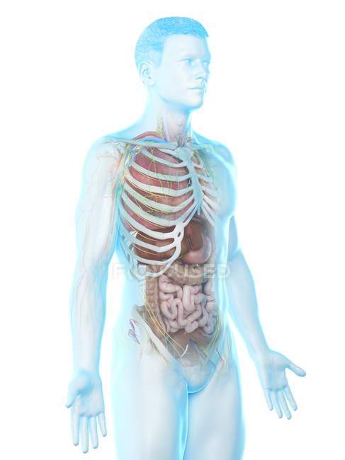 Modèle réaliste du corps humain montrant l'anatomie masculine avec des organes internes derrière les côtes, illustration numérique
. — Photo de stock
