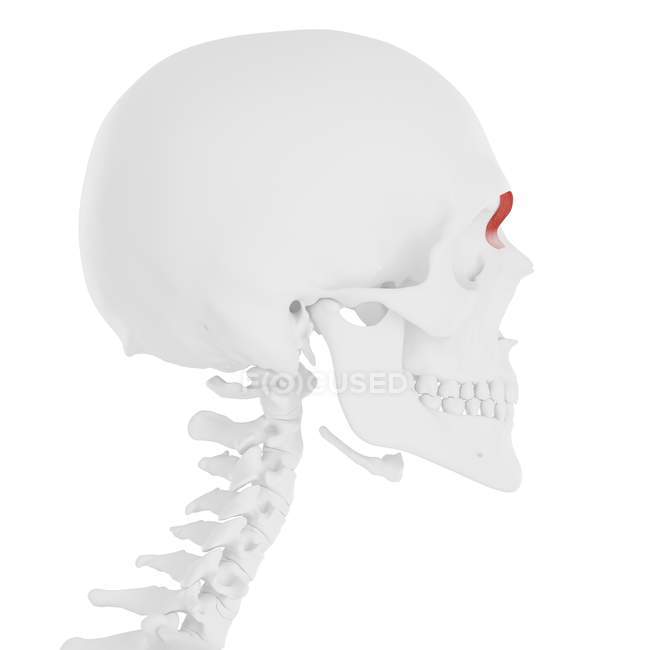 Human skull with detailed red Depressor supercili muscle, digital illustration. — Stock Photo