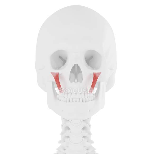 Human skeleton model with detailed Zygomaticus minor muscle, computer illustration. — Stock Photo