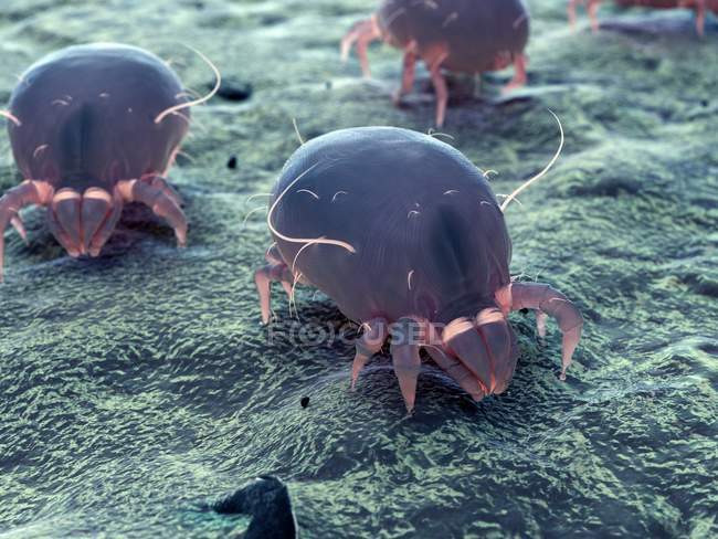Ilustración digital a color de ácaros parásitos del polvo . - foto de stock
