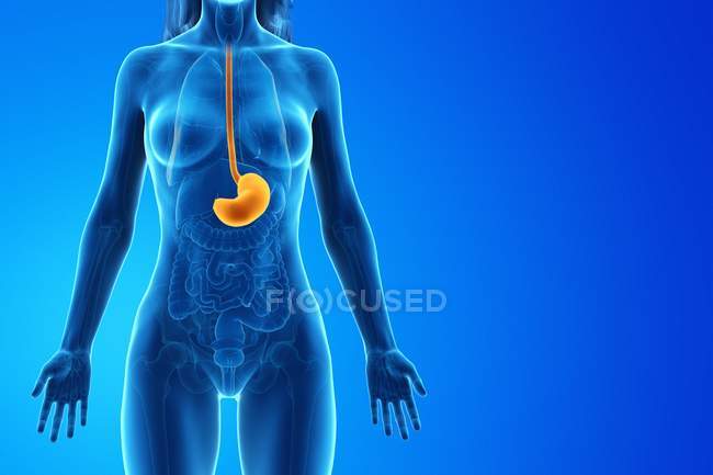 Modelo abstracto del cuerpo femenino 3d que demuestra estómago en anatomía humana, ilustración digital . - foto de stock