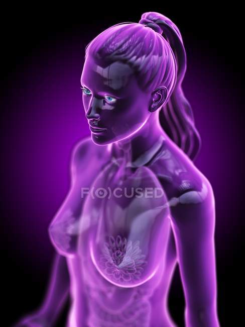 Модель людського тіла показані жіноча Анатомія легенів, цифрова ілюстрація 3D візуалізації. — стокове фото