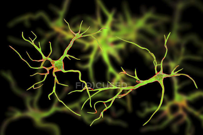 Conexión de astrocitos células nerviosas gliales, ilustración digital . - foto de stock