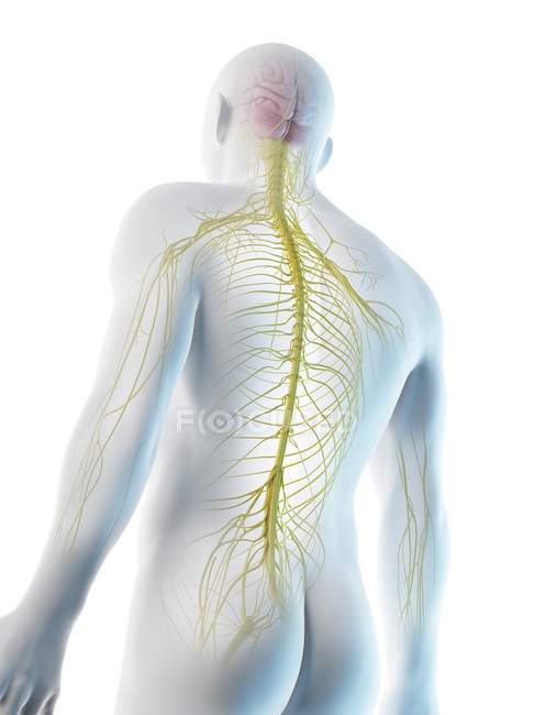 Nervos do corpo masculino superior, ilustração do computador . — Fotografia de Stock