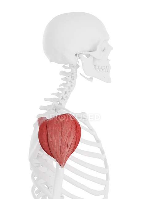 Scheletro umano con dettagliato muscolo rosso deltoide, illustrazione digitale . — Foto stock