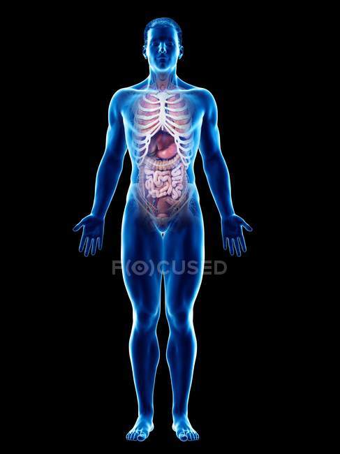 Modelo de corpo humano realista mostrando anatomia masculina com órgãos internos atrás das costelas, ilustração digital . — Fotografia de Stock