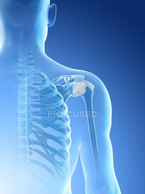 Abstrato ossos do ombro masculino, ilustração do computador . — Fotografia de Stock