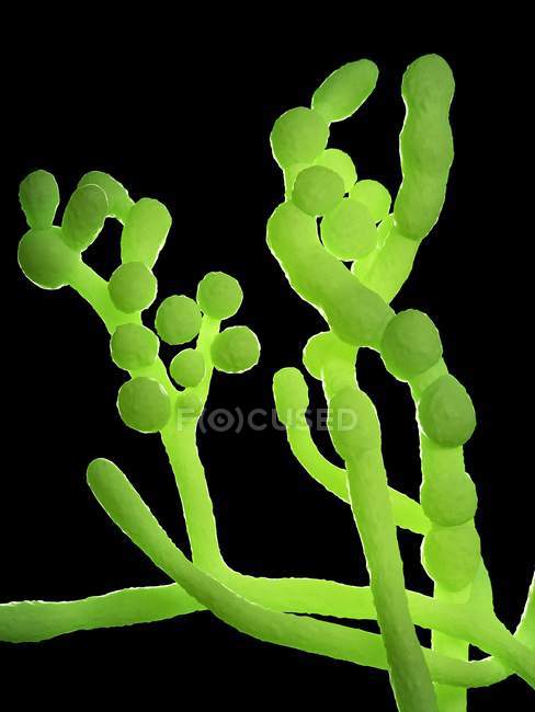 Cladosporium Pilze auf schwarzem Hintergrund, digitale Illustration. — Stockfoto