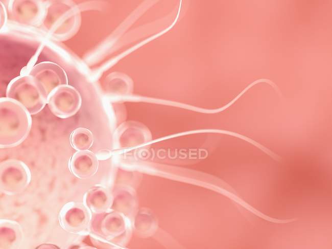 Digitale konzeptionelle Illustration der Befruchtung von Eizellen mit Spermien. — Stockfoto