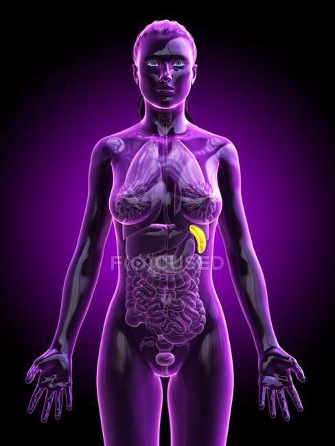 Silhouette trasparente corpo femminile con milza di colore giallo, illustrazione digitale . — Foto stock