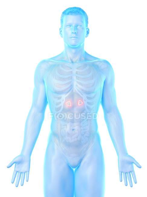 Чоловіче тіло з наднирковими залозами, комп'ютерна ілюстрація . — стокове фото